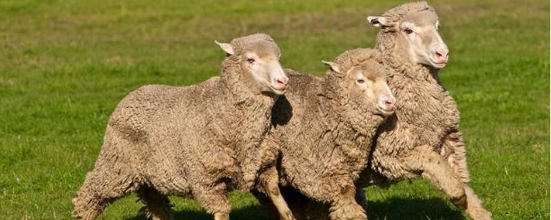绵羊的特点 绵羊的特点和生活特征