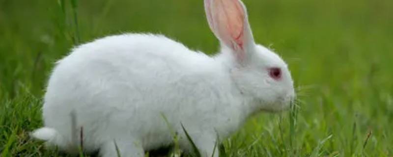 白兔的特点 如何写小白兔的特点