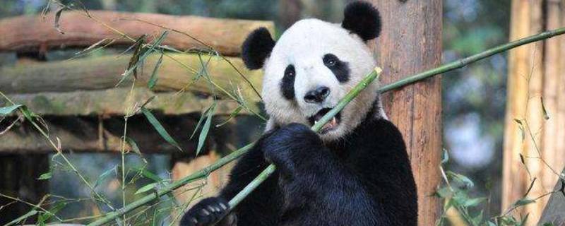 大熊猫怎么吃竹子（大熊猫怎么吃竹子资料）