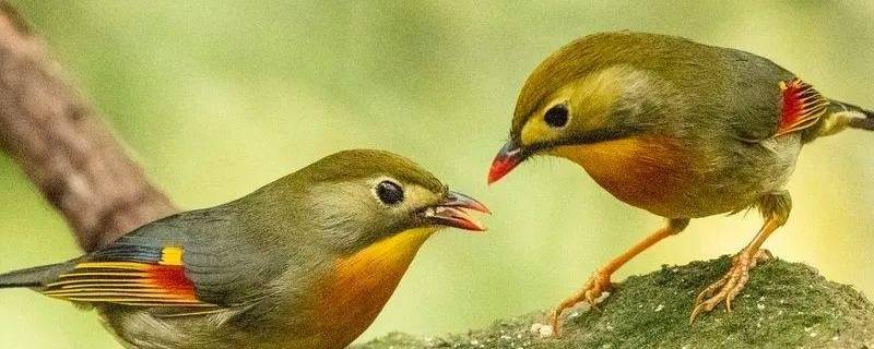 红嘴相思鸟的特点 红嘴相思鸟的特点和外貌