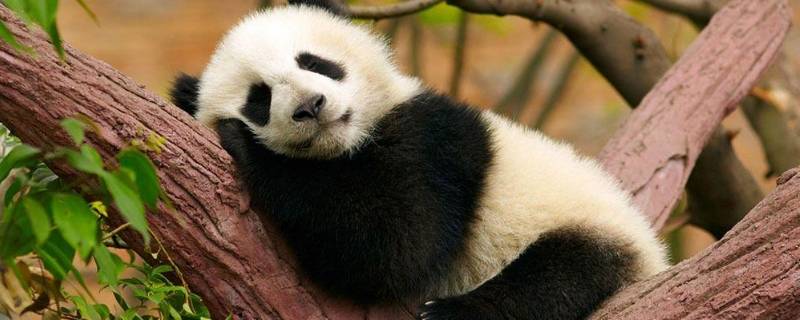 大熊猫除了吃竹子还吃什么 大熊猫除了吃竹子还吃什么50字