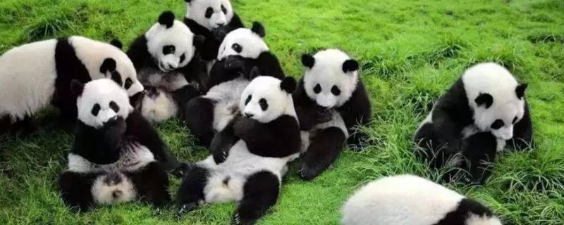 熊猫的名称有哪些（国宝大熊猫的名称有哪些）
