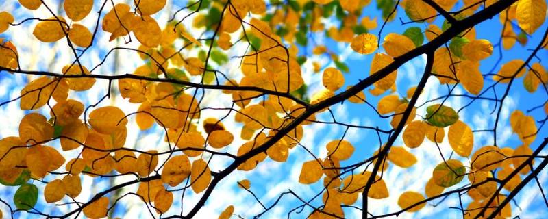 秋天树叶为什么变黄了 秋天树叶变黄了是因为什么