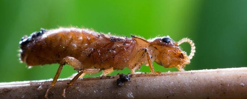 如何消灭大水蚁 如何驱赶大水蚁