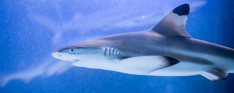 大白鲨的特点 大白鲨的特点简单介绍