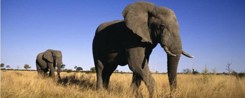 大象怎么辨别方向 大象应该放在哪个方向