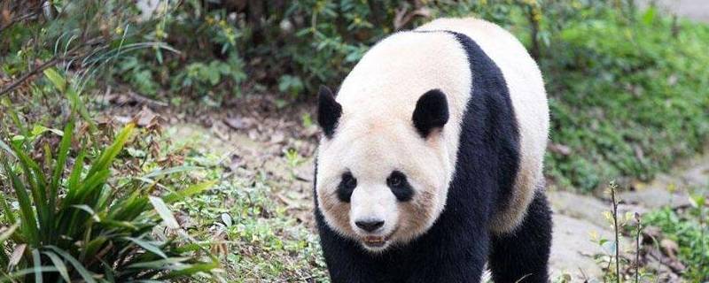 大熊猫的寿命一般是多少岁（大熊猫的寿命大约是多少岁）