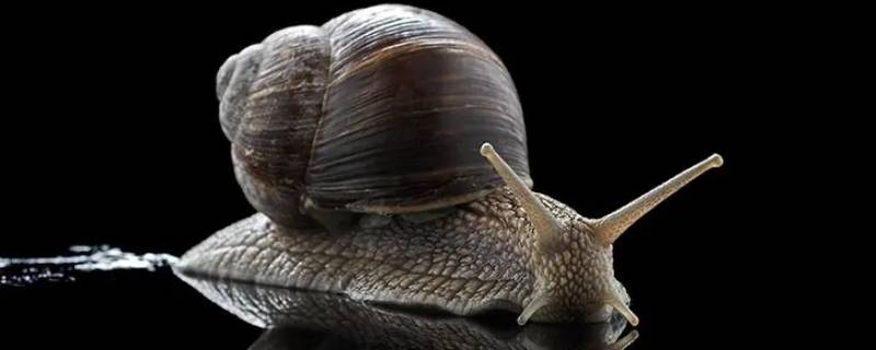 蜗牛的壳怎么来的（小蜗牛的壳是怎么来的）