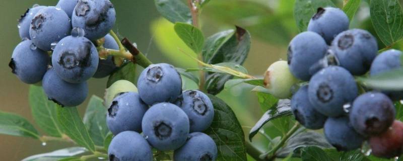 蓝莓需要放冰箱吗（蓝莓需要放冰箱吗?）