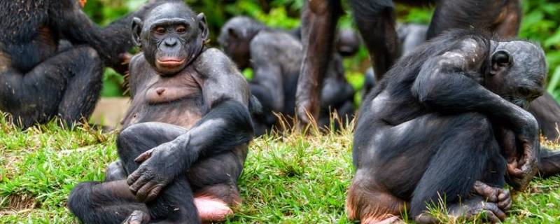 倭黑猩猩的特点（倭黑猩猩和黑猩猩有什么区别）