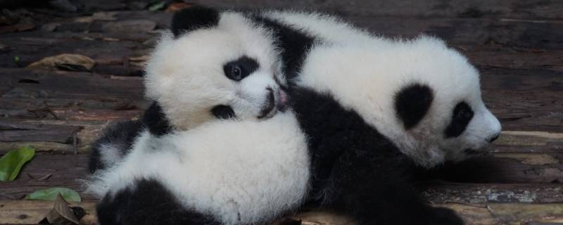 大熊猫的睡眠时间有多长 大熊猫一般睡眠几个小时