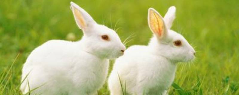 兔子的特点（兔子的特点和生活特征）