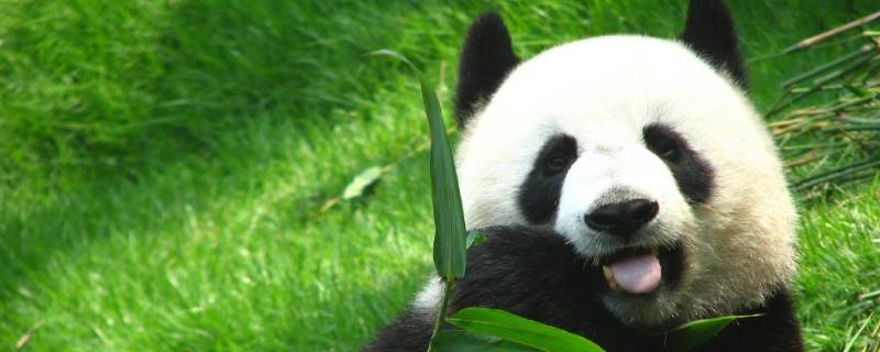 熊猫是怎么吃竹子的 熊猫是怎么吃竹子的,动作描写