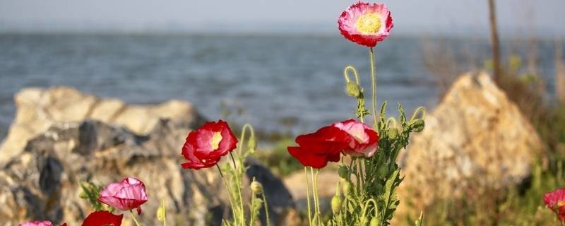 小池描写的是哪个季节 小池描写的是哪个季节从哪个词