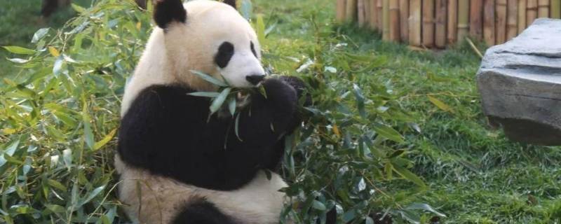 熊猫怎样吃竹子（国宝大熊猫怎样吃竹子）