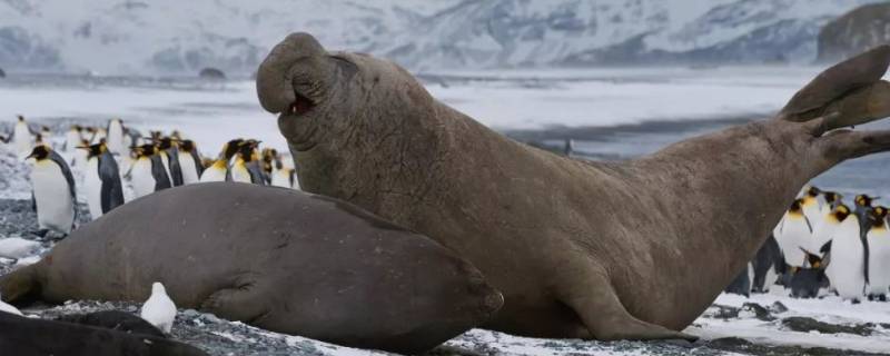 北方象海豹的特点 北象海豹和南象海豹哪个大