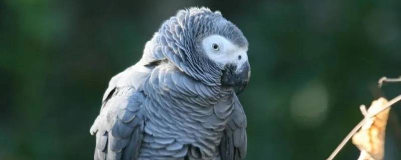 非洲灰鹦鹉的特点 非洲灰鹦鹉介绍