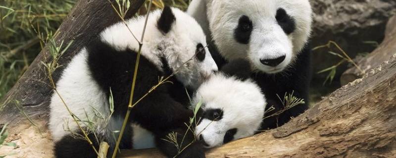上海动物园有大熊猫吗 上海动物园有小熊猫吗
