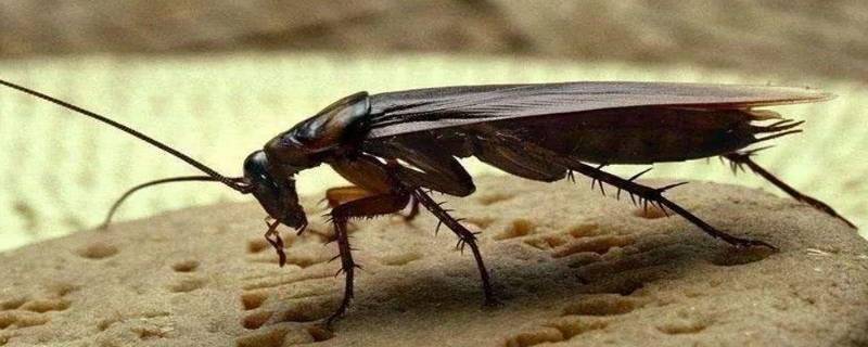 为什么蟑螂越打越多 为什么蟑螂会多