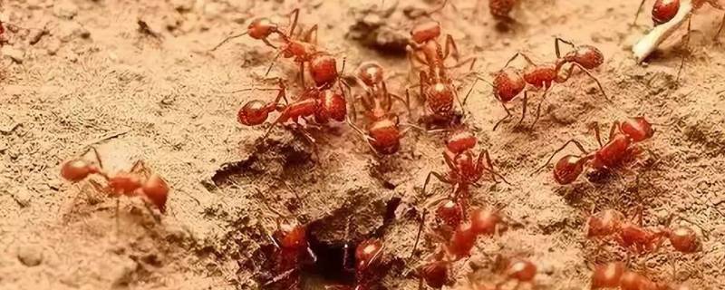 火蚁的特点 红火蚁的特征