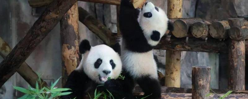 大熊猫寿命有多长 国宝大熊猫寿命有多长