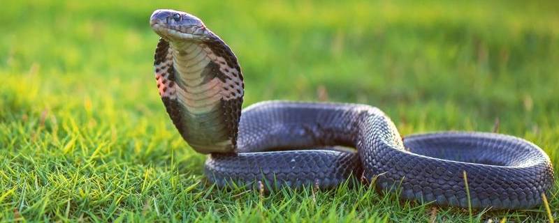 眼镜蛇的特点 眼镜蛇的特点是什么