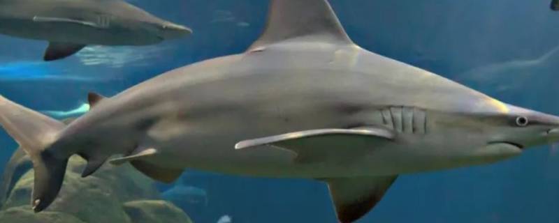条纹斑竹鲨的特点（条纹斑竹鲨是鲨鱼吗）