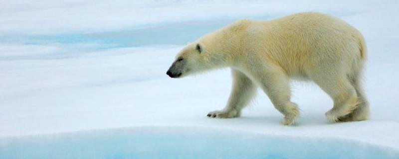 北极熊的特点 北极熊的特点是什么