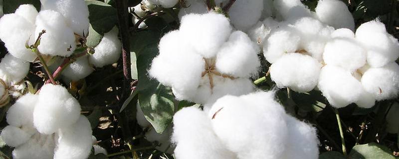 新疆棉花的用途有哪些 新疆棉花有哪些好处