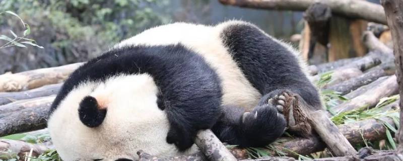 大熊猫是怎么睡觉的（大熊猫是怎样睡觉的呢）