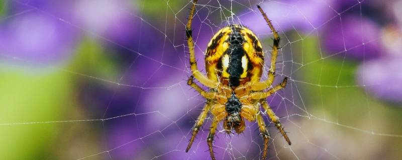 蜘蛛在房前结网的原因是什么 一年级蜘蛛在房前结网的原因是什么