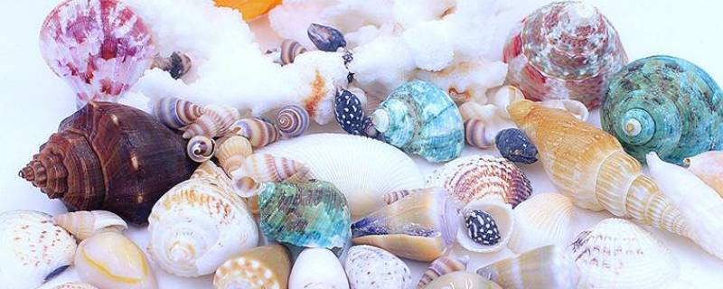 贝壳的形状有哪些 贝壳的形状有哪些动物的形状