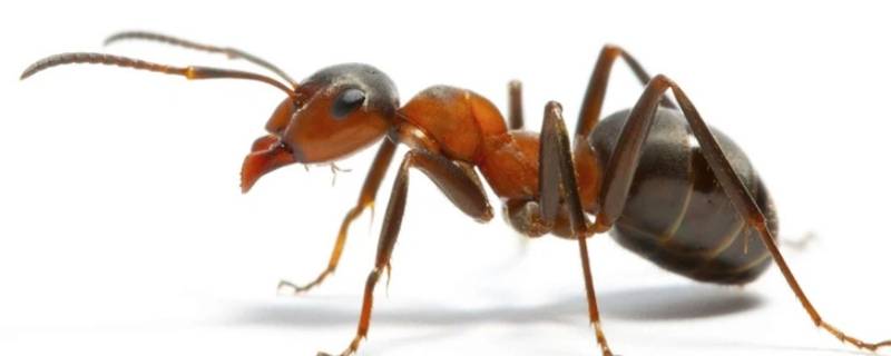 蚂蚁是否有辨别方向的能力 蚂蚁是否有辨别方向的能力用实验证明