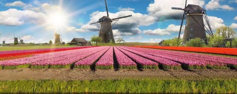 荷兰为什么是花之国 荷兰为什么是花之国写一段话