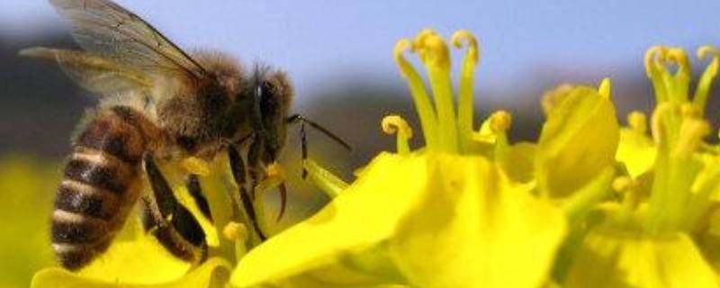 为什么蜜蜂可以辨别方向 蜜蜂可以辨别方向吗