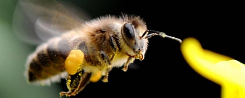 保护蜜蜂的广告宣传语 关于保护蜜蜂的宣传语句