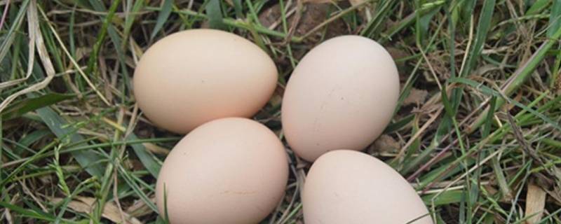 白凤蛋是什么鸡蛋（白凤蛋和普通鸡蛋有什么区别）