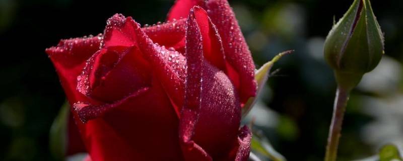 买的玫瑰花束怎么保持时间久一点 买的玫瑰花束怎么保存时间久一点