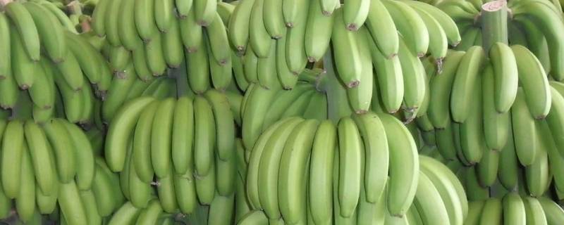 怎么催熟绿香蕉 绿皮香蕉怎么催熟