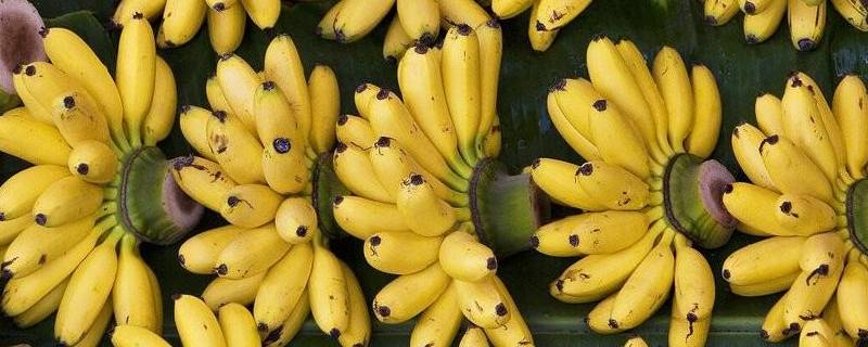 短粗的香蕉是什么香蕉（粗而短的香蕉）