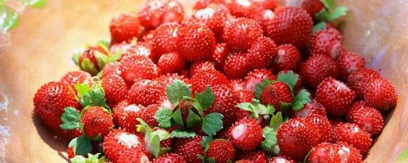 山上的野草莓叫什么（农村野草莓叫什么）