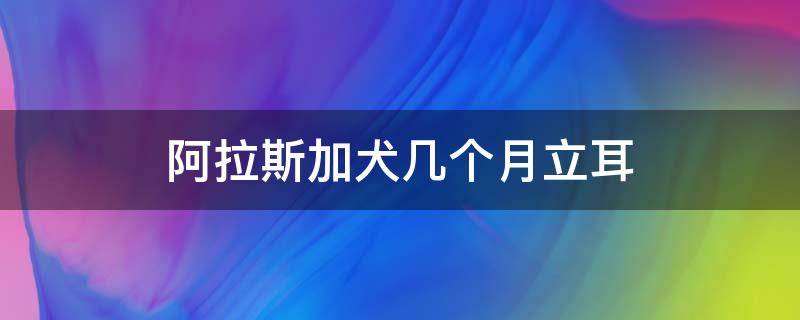 阿拉斯加犬几个月立耳 阿拉斯加幼犬几个月立耳