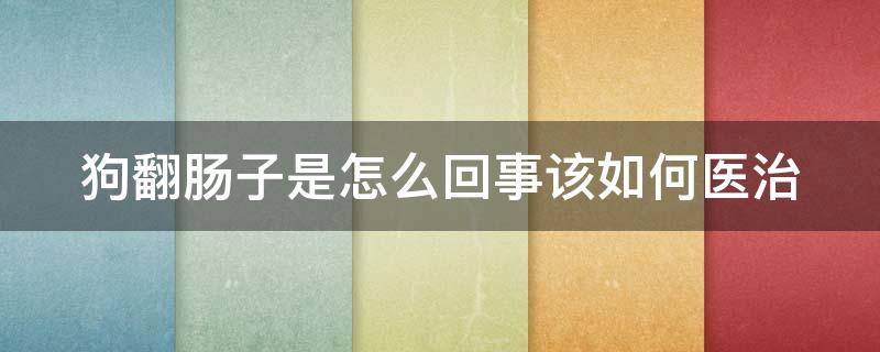 狗翻肠子是怎么回事该如何医治（狗翻肠子是怎么回事?该如何医治）