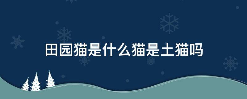 田园猫是什么猫是土猫吗 土猫和田园猫是一个品种吗