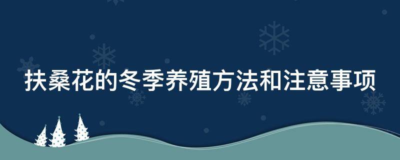 扶桑花的冬季养殖方法和注意事项（扶桑花的冬季养殖方法和注意事项扶桑花叶黄怎么办）