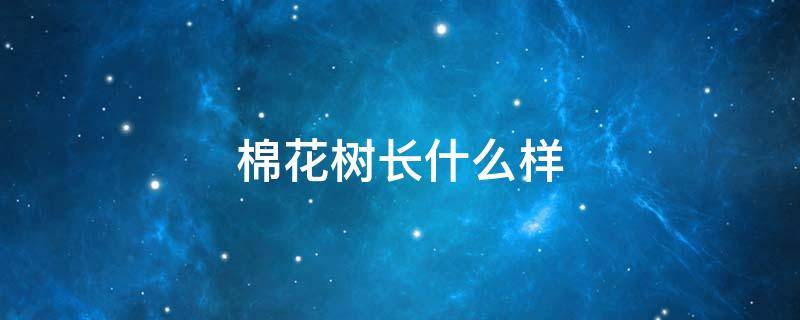 棉花树长什么样 棉花树生长在什么地方