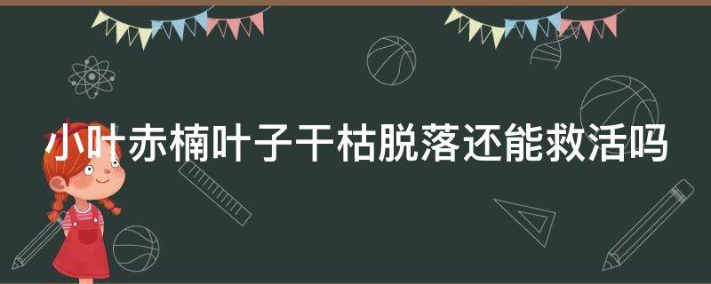 小叶赤楠叶子干枯脱落还能救活吗 赤楠叶子尖发黑枯萎像烧焦