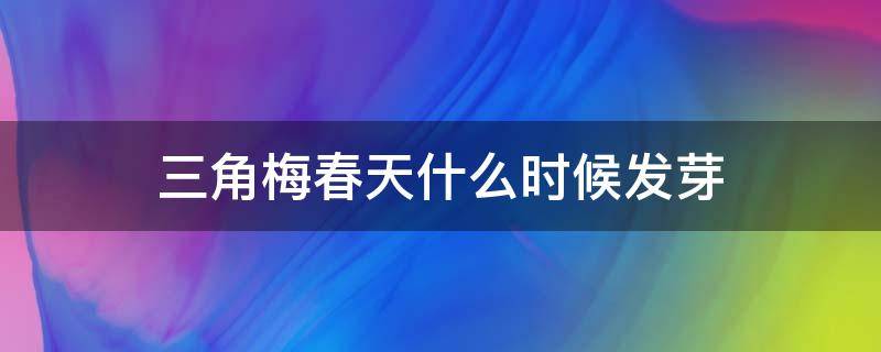 三角梅春天什么时候发芽 立春后三角梅什么时候发芽