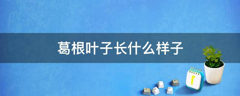 葛根叶子长什么样子 葛根的叶子是什么样子啊