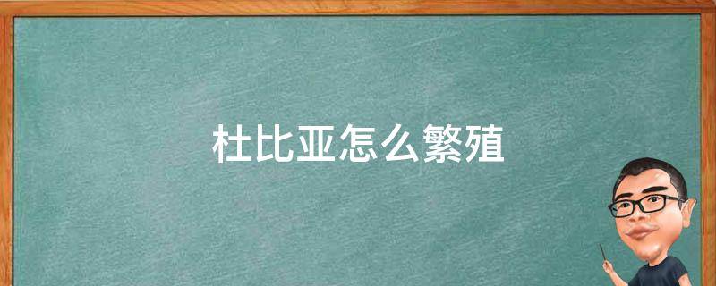 杜比亚怎么繁殖 杜比亚怎么饲养